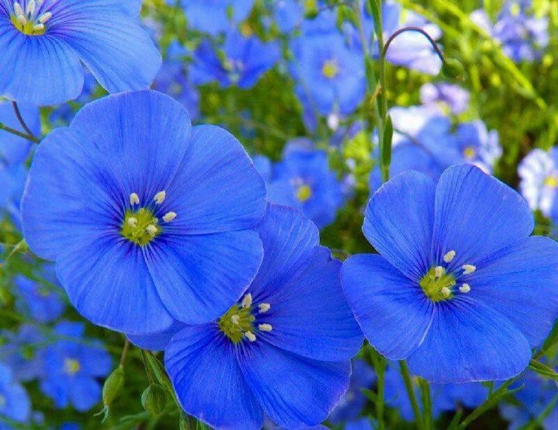 Blue Flax Flowers — Serene, Spring