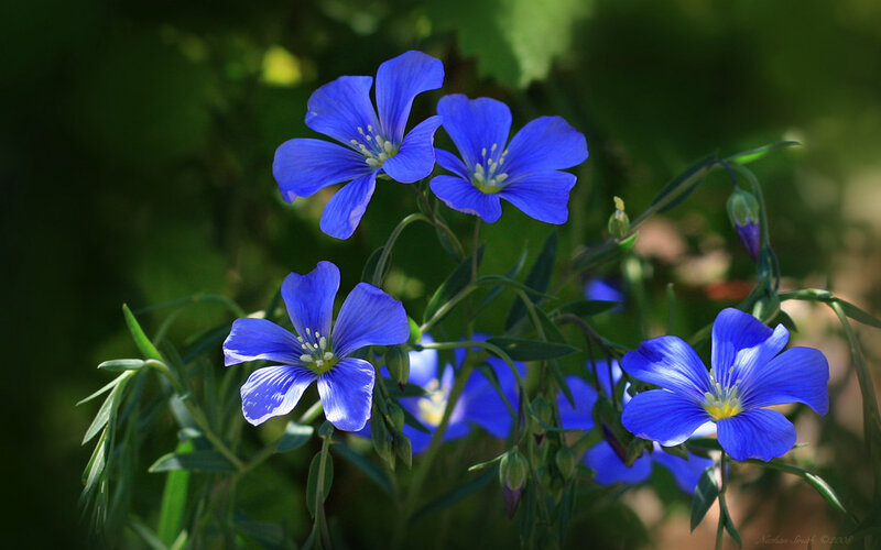 Blue Flax Flowers — Serene
