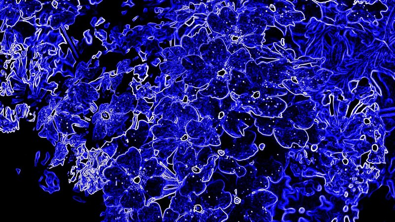 Blue Floral Pattern — Neon, Digital Art, Flowers