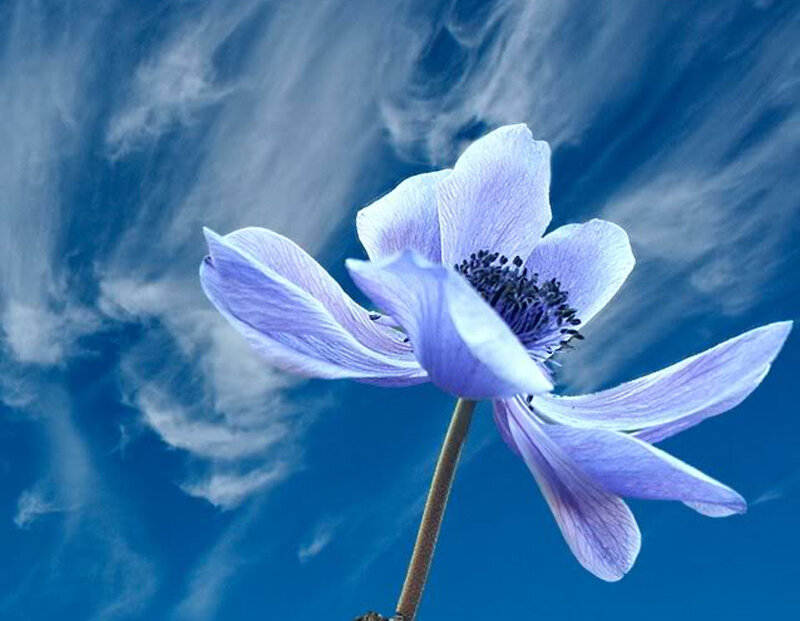 blue flower against sky