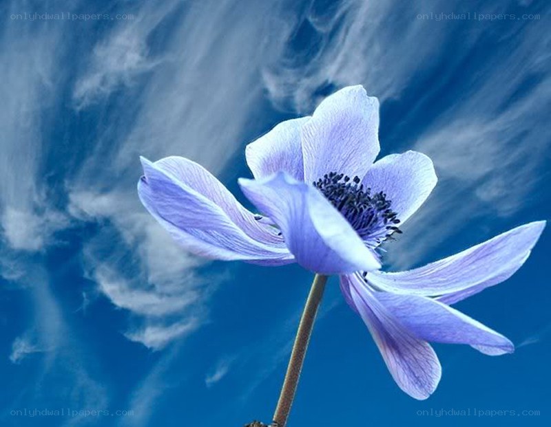 blue flower against sky