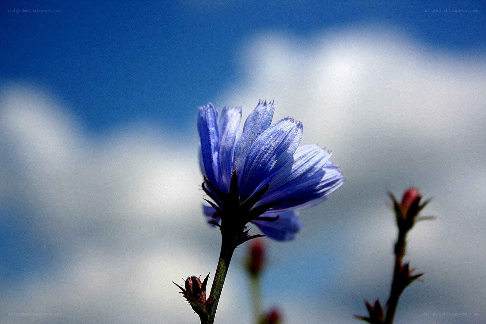 blue flower against sky