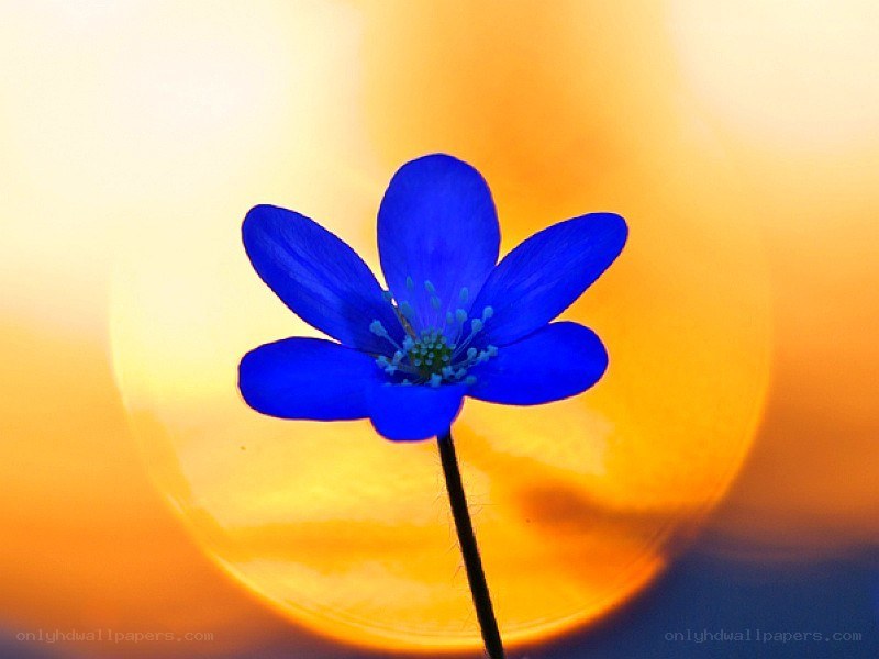 blue flower against sunset