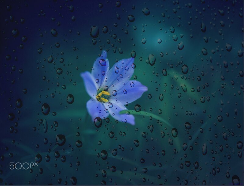 Blue Flower Behind Glass