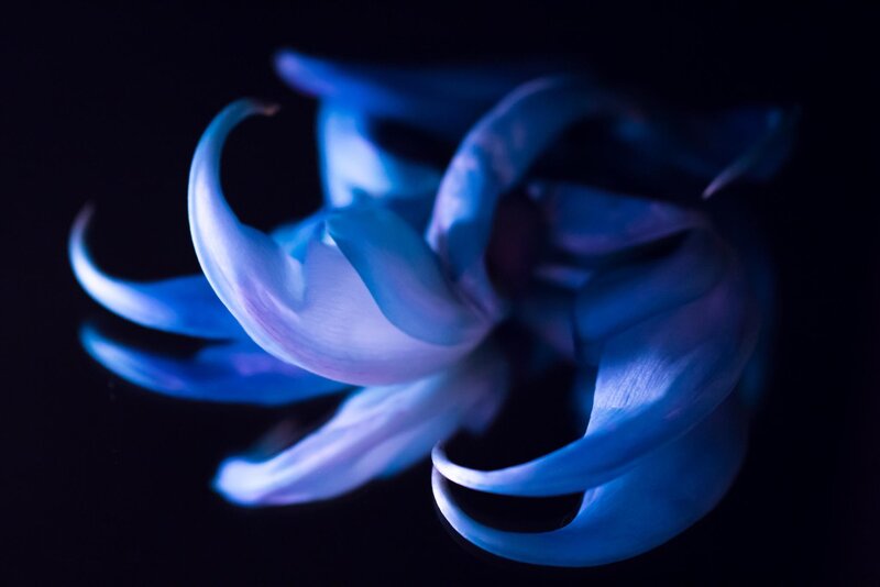 Blue Flower Bloom — Dramatic