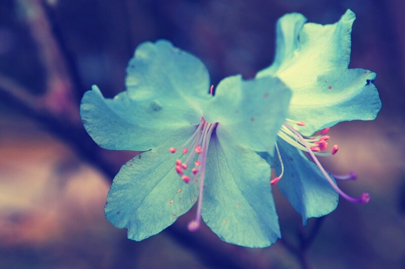 Blue Flower Bloom — Serene