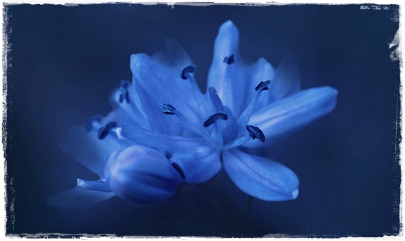 Blue Flower Bloom