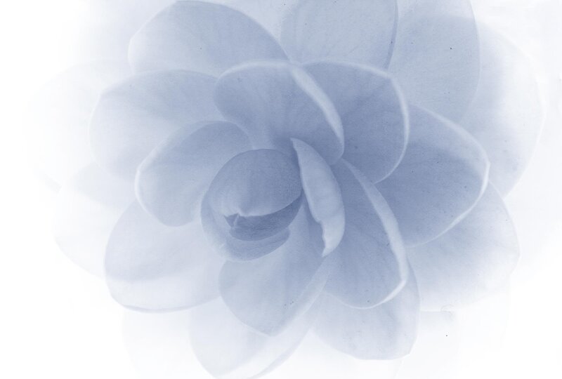 Blue Flower Bloom — White