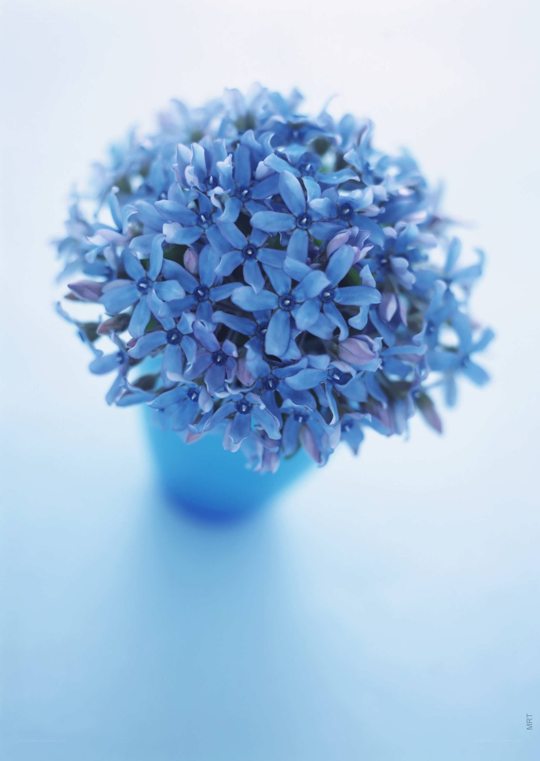 blue flower bouquet
