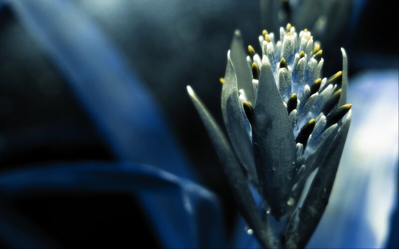 Blue flower bud close-up