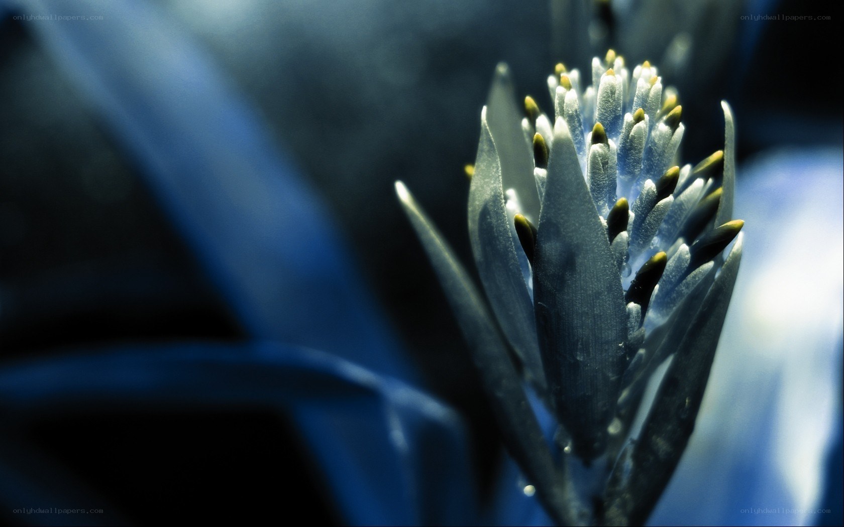 Blue flower bud close-up