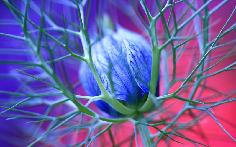 Blue Flower Bud — Dramatic, Photograph, Green Stems, Purple Background, Red Background