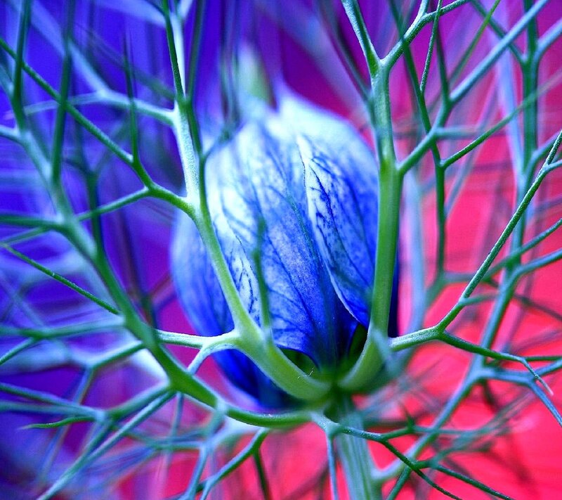 Blue Flower Bud — Dramatic, Photograph, Green Stems, Purple Background