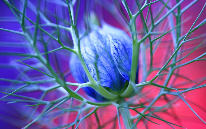 Blue Flower Bud — Dramatic, Photograph, Green Stems