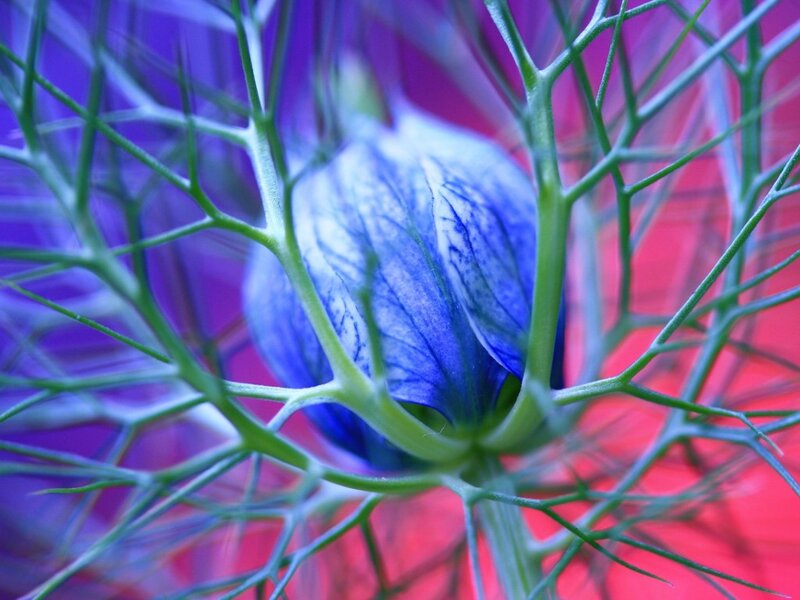 Blue Flower Bud — Dramatic, Photograph