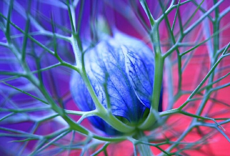 Blue Flower Bud — Dramatic