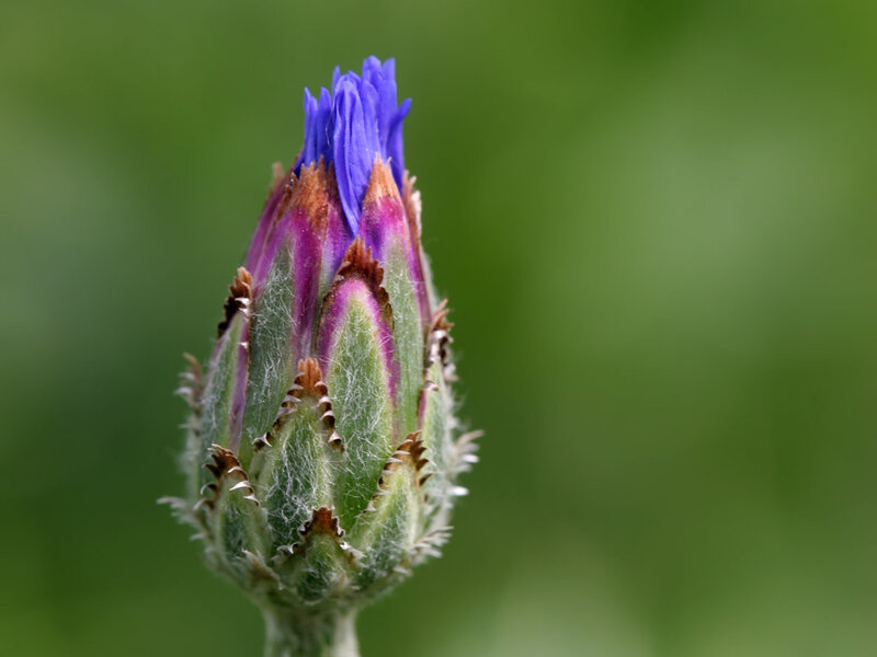Blue Flower Bud — Green