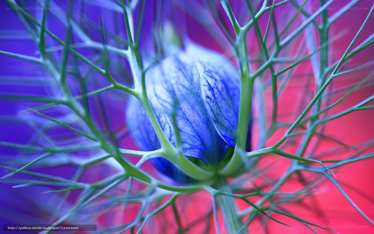 blue flower bud in green foliage