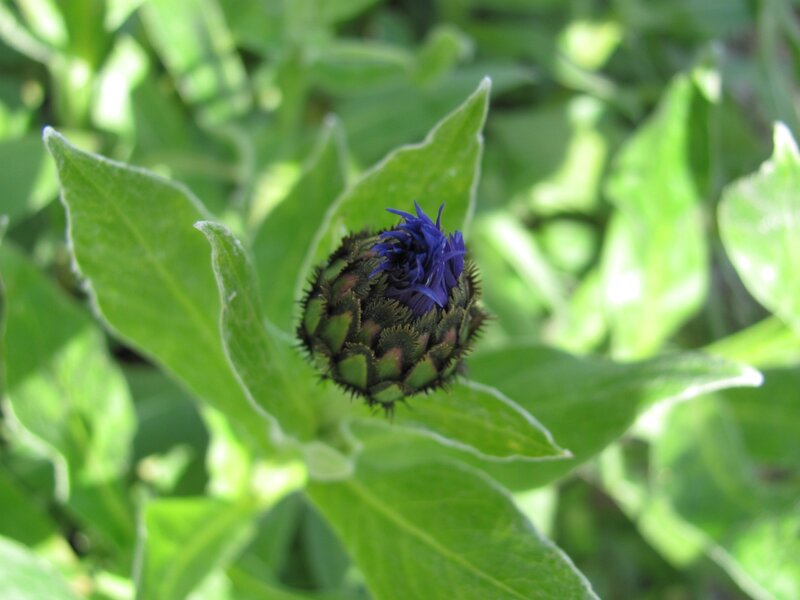 blue flower bud in green leaves