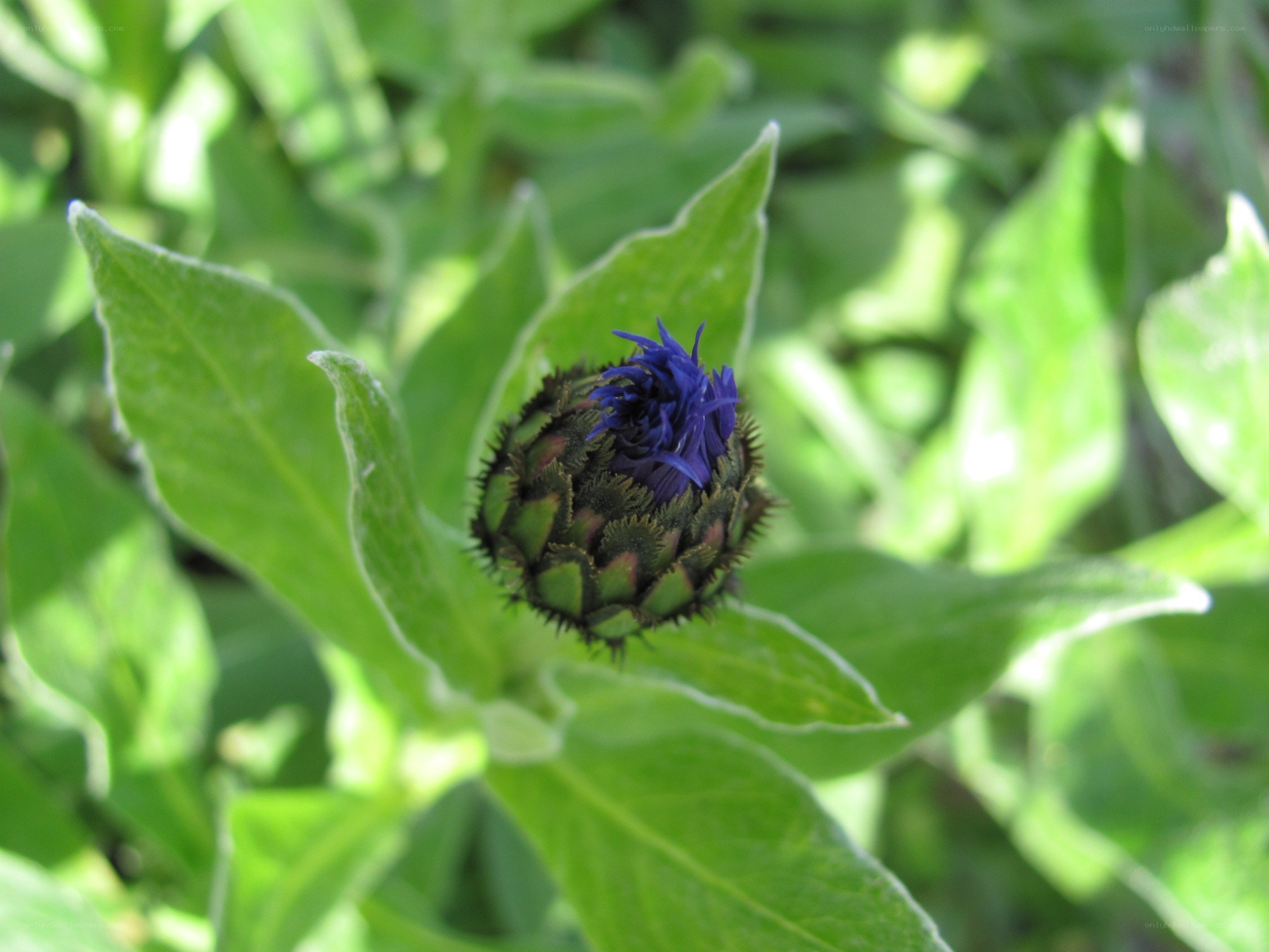 blue flower bud in green leaves