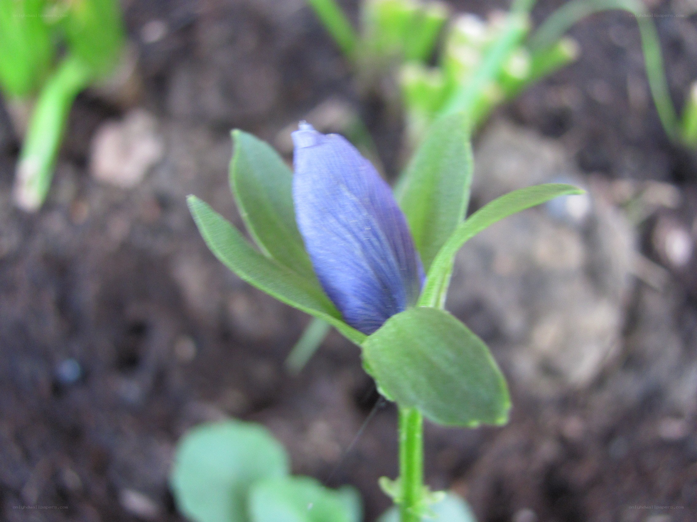 blue flower bud in soil