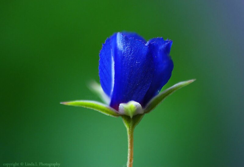 Blue Flower Bud — Serene, Photograph