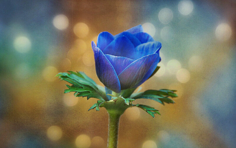 Blue Flower Bud — Serene