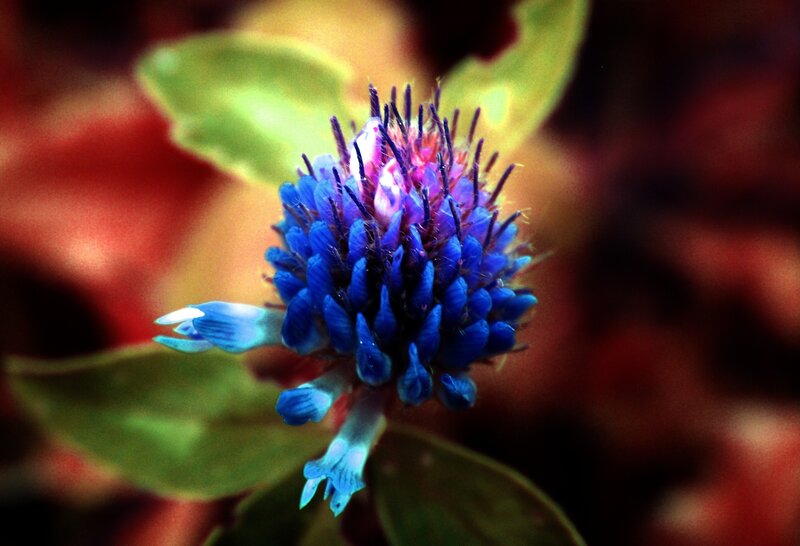 Blue Flower Bud