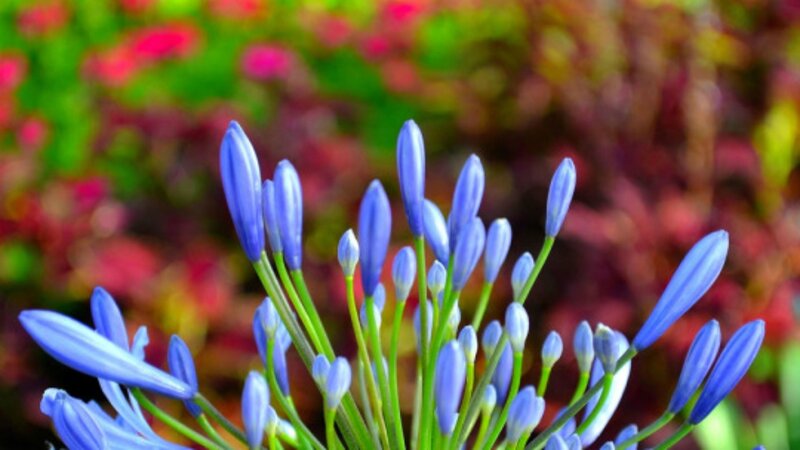 Blue Flower Buds — Calm