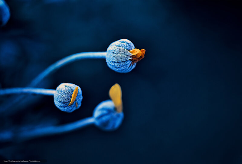 Blue Flower Buds — Dramatic