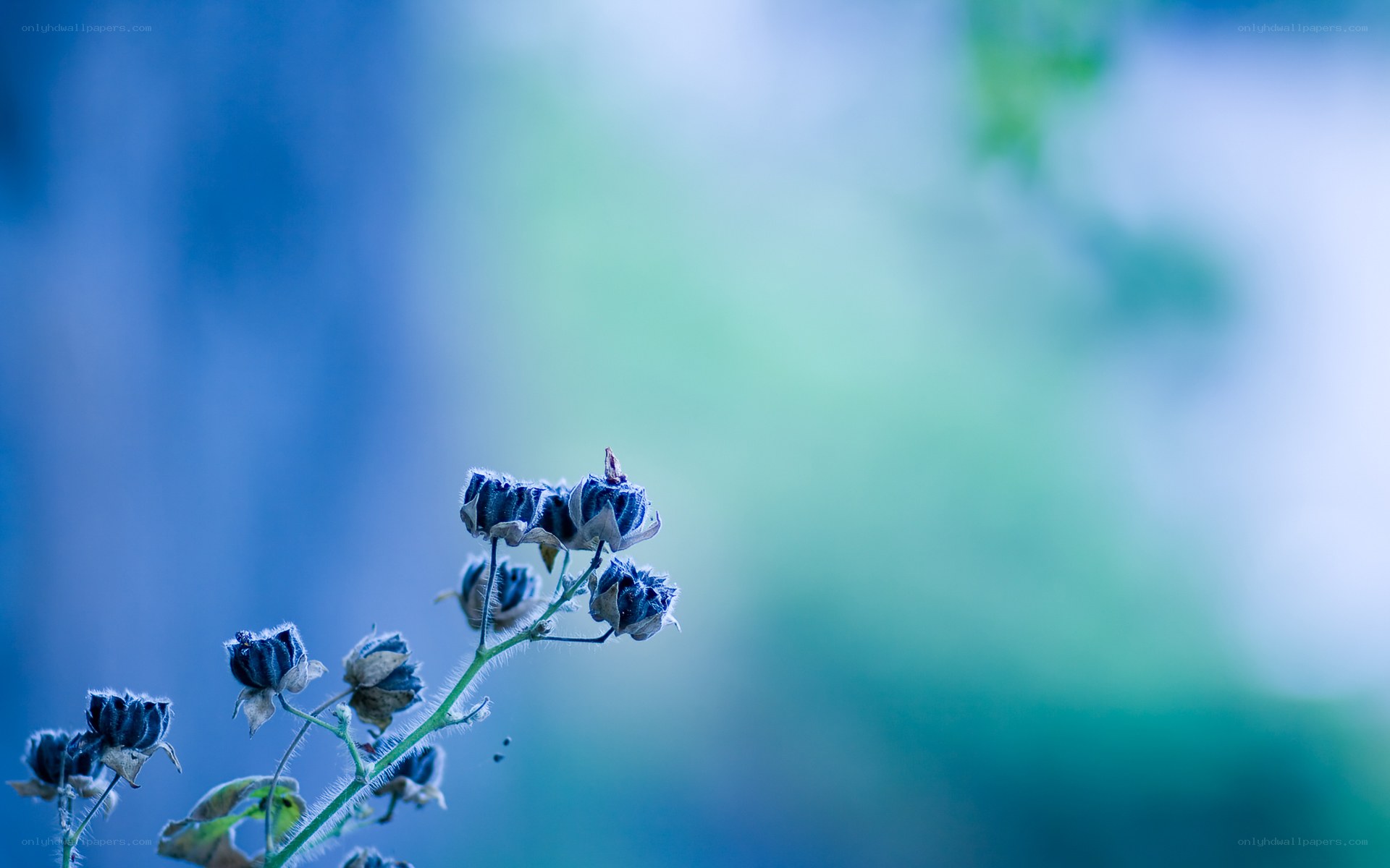 Blue flower buds in soft focus