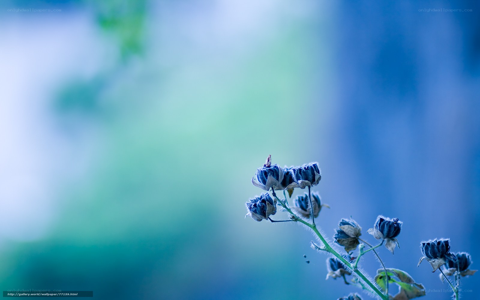 Blue flower buds in soft focus