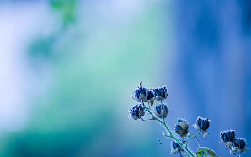 Blue Flower Buds — Serene, Photograph, Stem