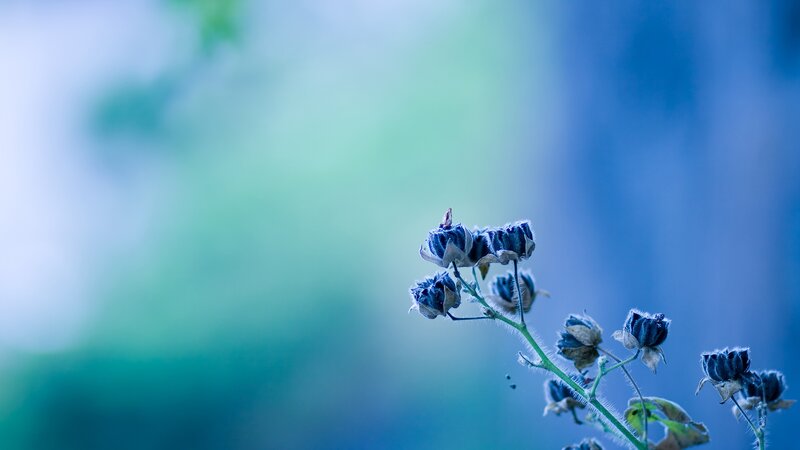 Blue Flower Buds — Serene, Photograph