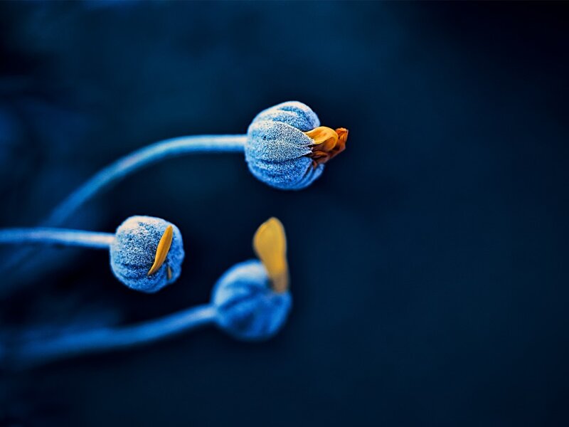 Blue Flower Buds — Serene