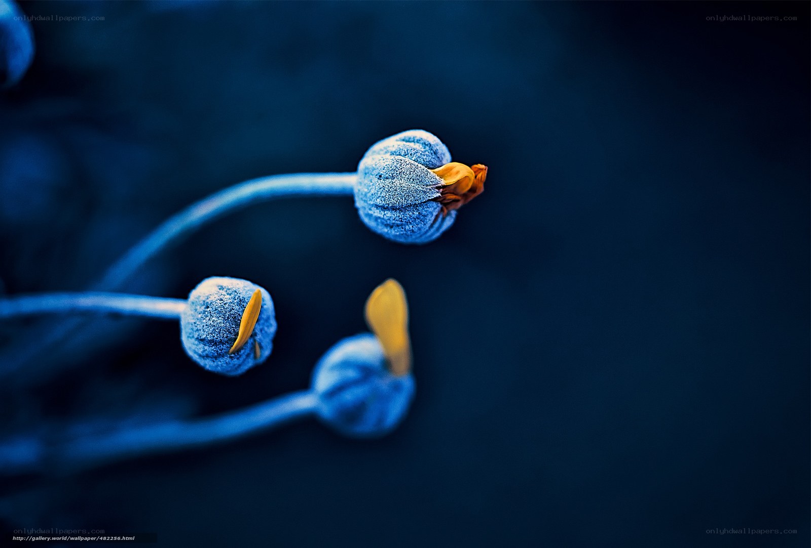Blue flower buds with yellow tips
