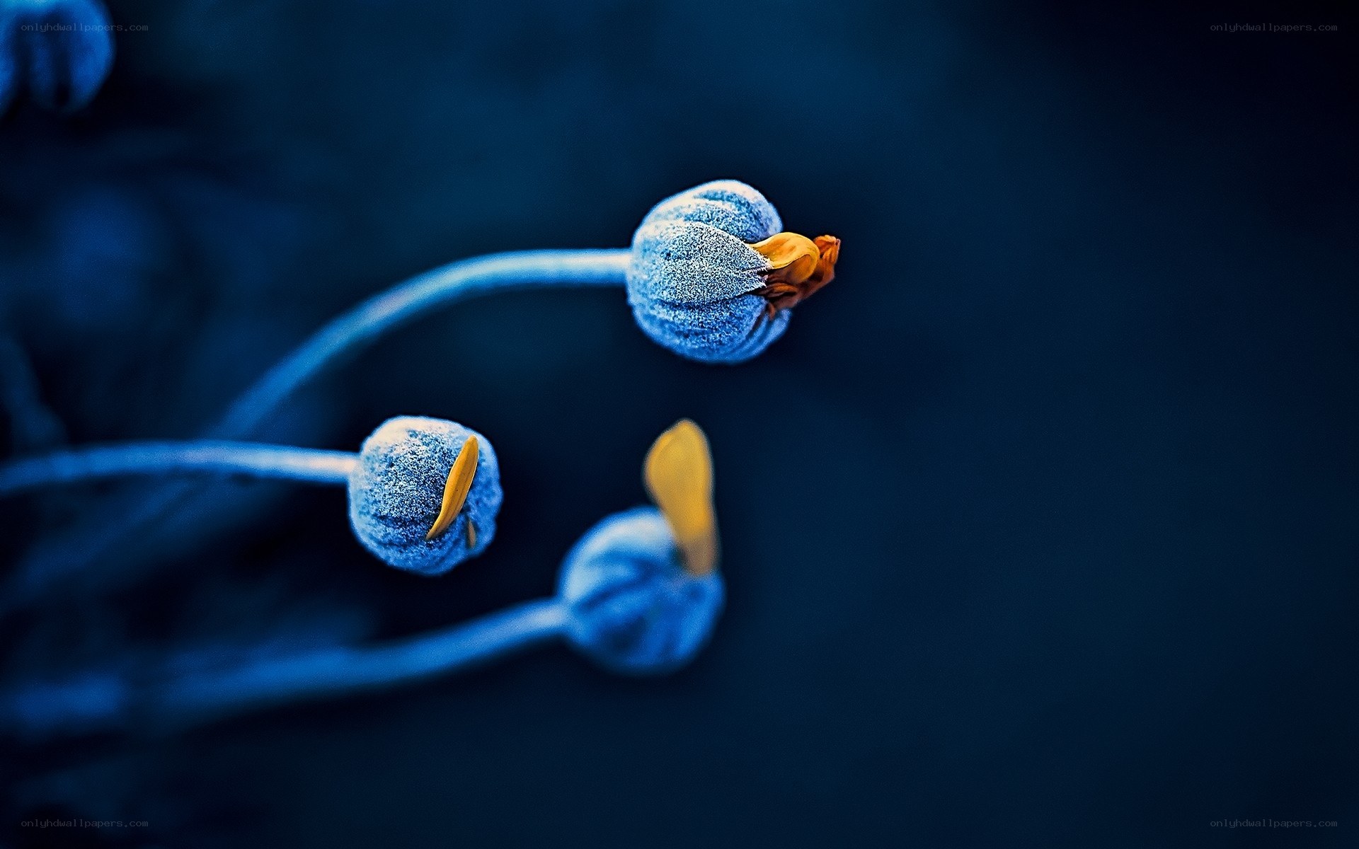 Blue flower buds with yellow tips