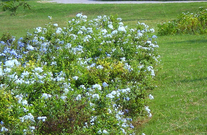 Blue Flower Bush