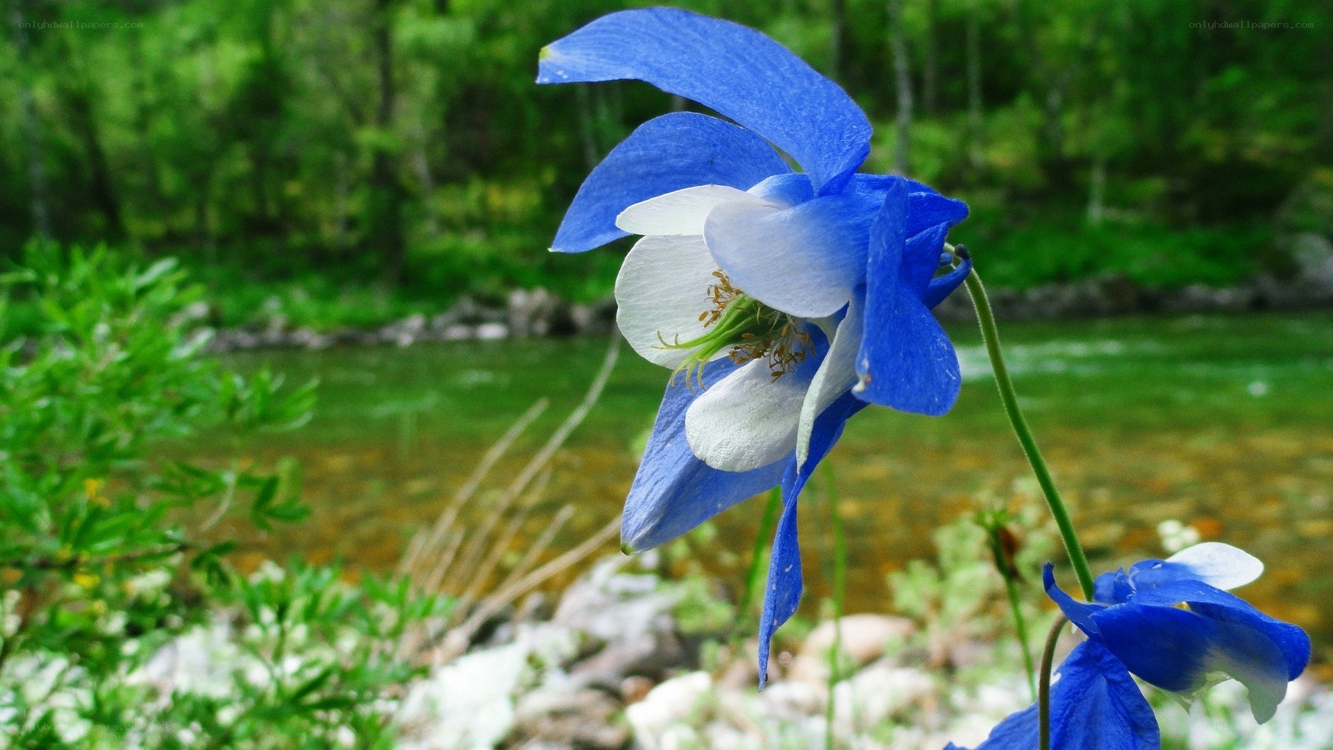 Blue flower by a river