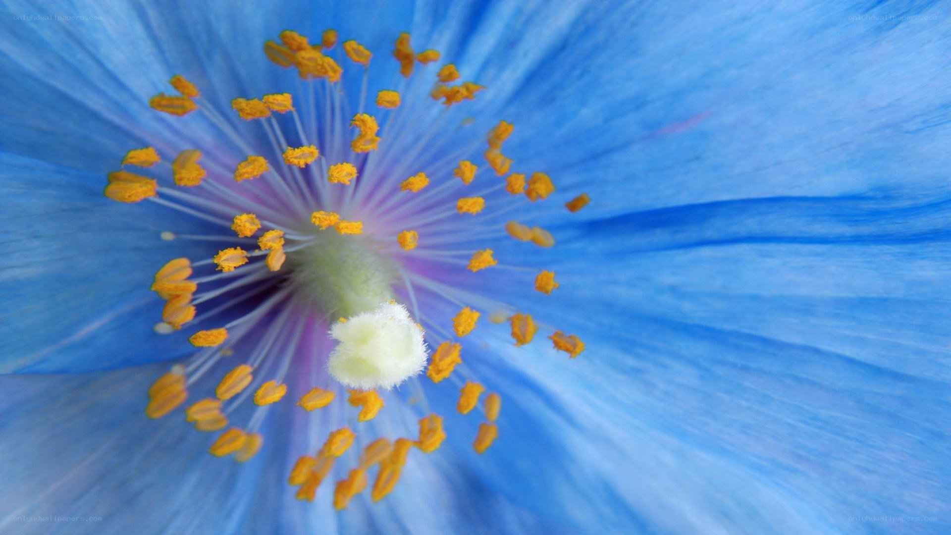 blue flower center close-up