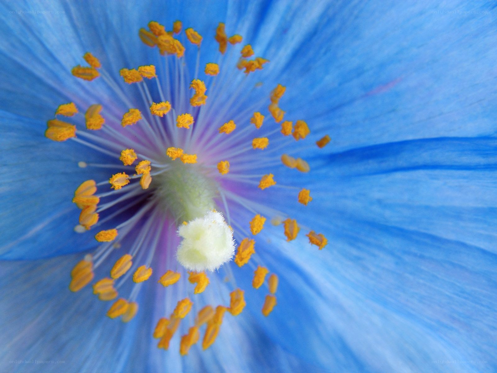 blue flower center close-up