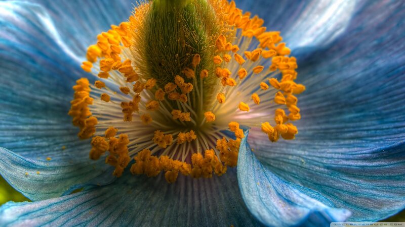 Blue Flower Center — Detailed, Photograph