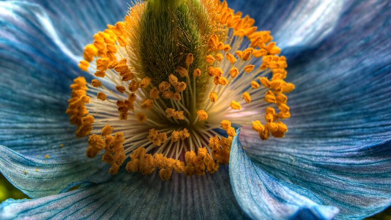 Blue Flower Center — Detailed