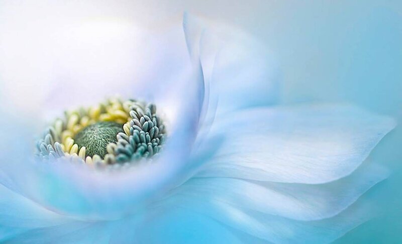 Blue Flower Center — Serene