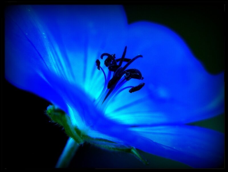 Blue Flower Center