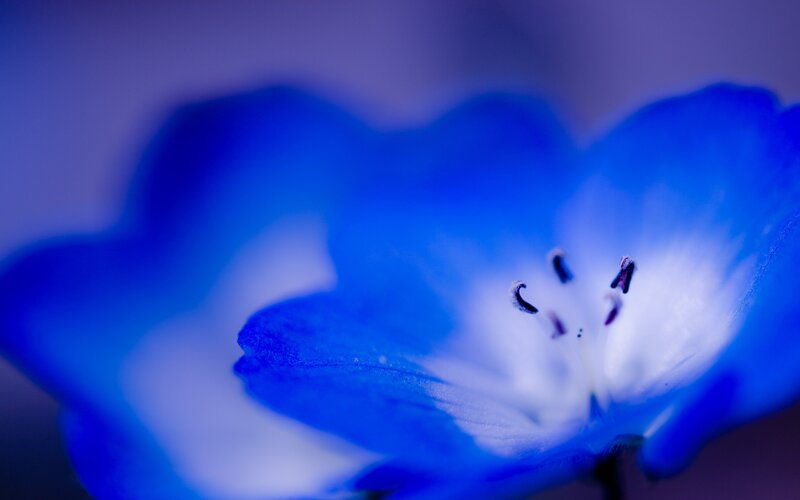 blue flower close-up
