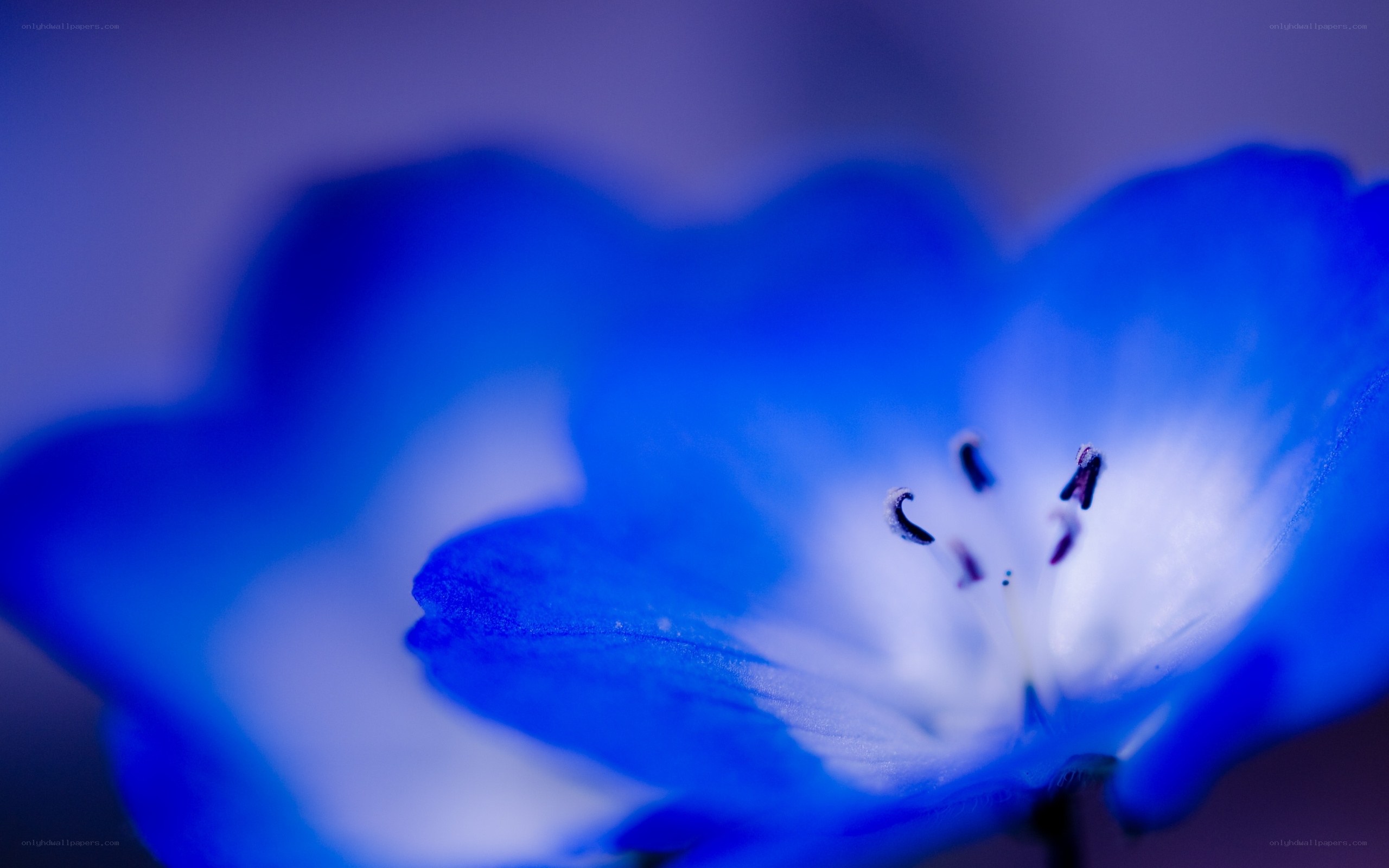 blue flower close-up