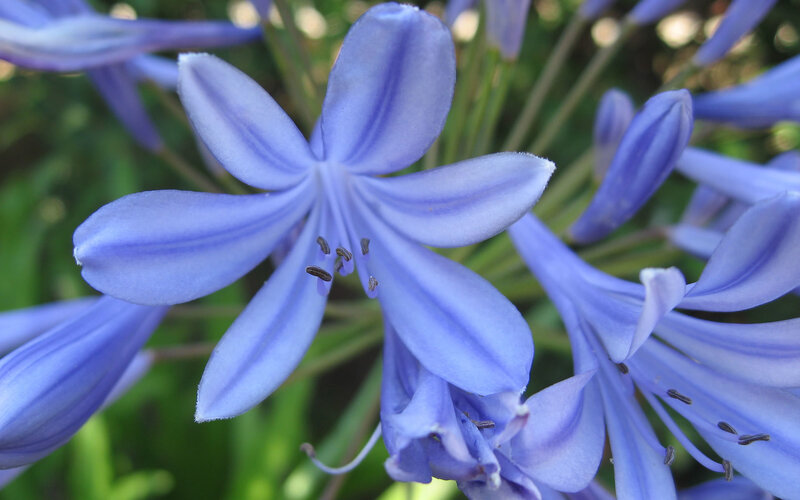 blue flower close-up