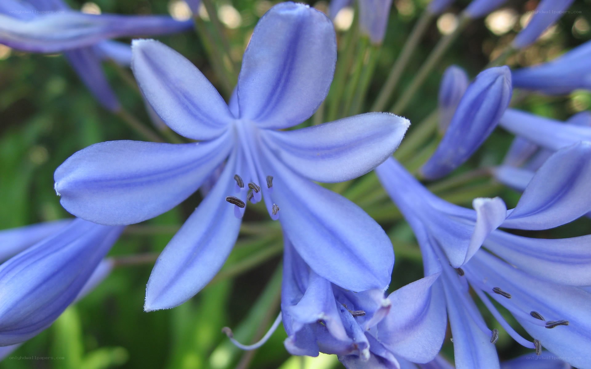 blue flower close-up