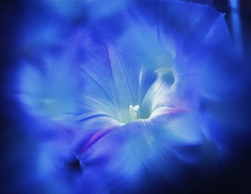 blue flower close-up
